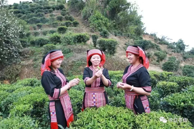 從一片葉子探索產業(yè)振興新路子丨梧州市以全產業(yè)鏈思維推動六堡茶產業(yè)發(fā)展