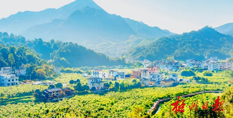 排名全國第13名！“梧州六堡茶”品牌價值實現新突破